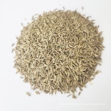 Grade A Cumin seeds Market Price For Sale